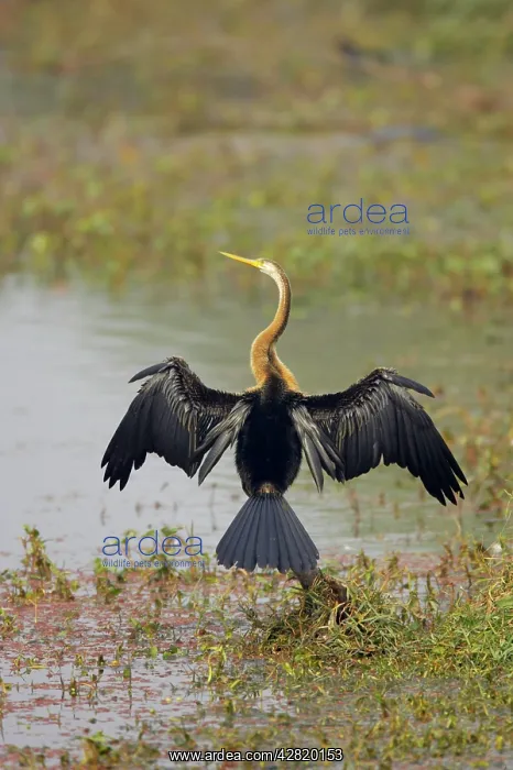 : Indian Darter / Snakebird / Anhinga - Drying wings : Indian Darter / Snakebird / Anhinga - Drying wings