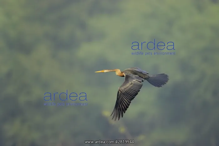 : Indian Darter / Snakebird / Anhinga - In flight : Indian Darter / Snakebird / Anhinga - In flight