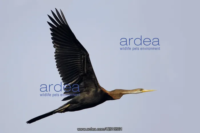 : Indian Darter / Snakebird / Anhinga - In flight : Indian Darter / Snakebird / Anhinga - In flight