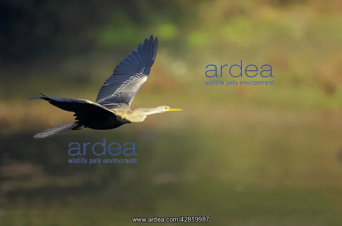 : Indian Darter / Snakebird / Anhinga - In flight : Indian Darter / Snakebird / Anhinga - In flight