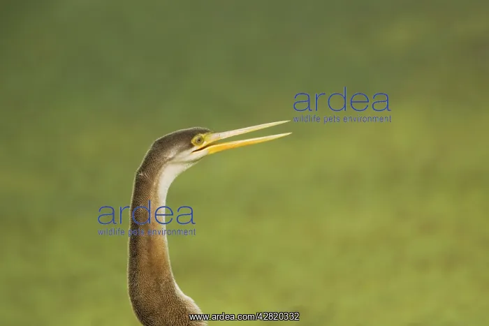 : Indian Darter / Snakebird / Anhinga - Keoladeo : Indian Darter / Snakebird / Anhinga - Keoladeo