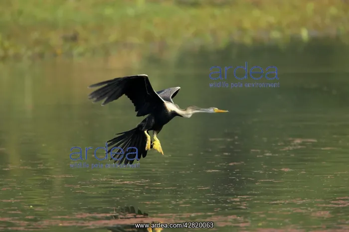 : Indian Darter / Snakebird / Anhinga - Landing on water : Indian Darter / Snakebird / Anhinga - Landing on water
