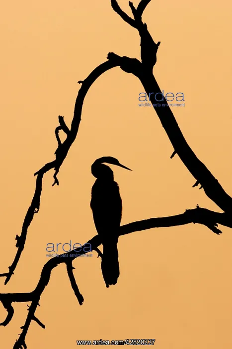 : Indian Darter / Snakebird / Anhinga - Silhouette : Indian Darter / Snakebird / Anhinga - Silhouette