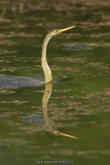 : Indian Darter / Snakebird / Anhinga - Swimming : Indian Darter / Snakebird / Anhinga - Swimming