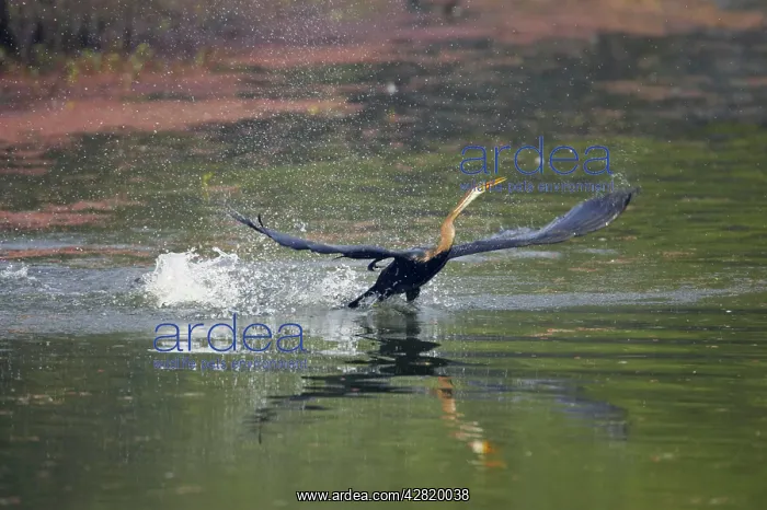 : Indian Darter / Snakebird / Anhinga - Taking off from lake : Indian Darter / Snakebird / Anhinga - Taking off from lake