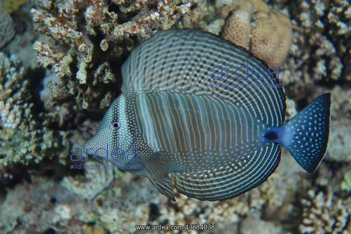 : An Indian desjardin's sailfin tang (Zebrasoma desjardinii) : An Indian desjardin's sailfin tang (Zebrasoma desjardinii)