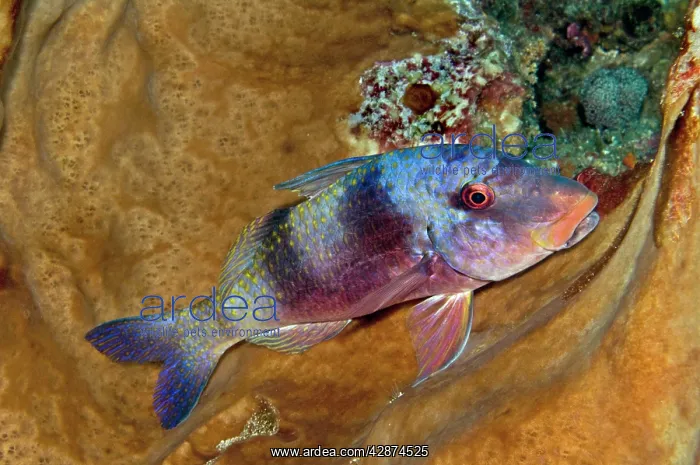 : Indian Doublebar Goatfish : Indian Doublebar Goatfish