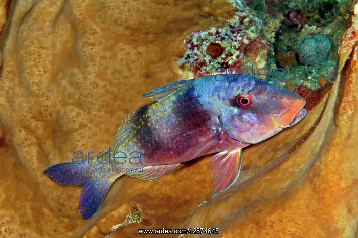 : Indian Doublebar Goatfish - not usually so colourful : Indian Doublebar Goatfish - not usually so colourful