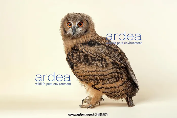 : Indian eagle-owlalso or (Bubo bengalensis), stands : Indian eagle-owlalso or (Bubo bengalensis), stands