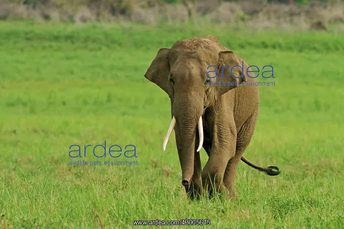 : Indian Elephant : Indian Elephant