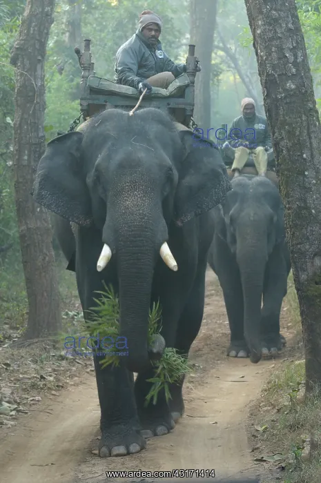 : Indian Elephant : Indian Elephant