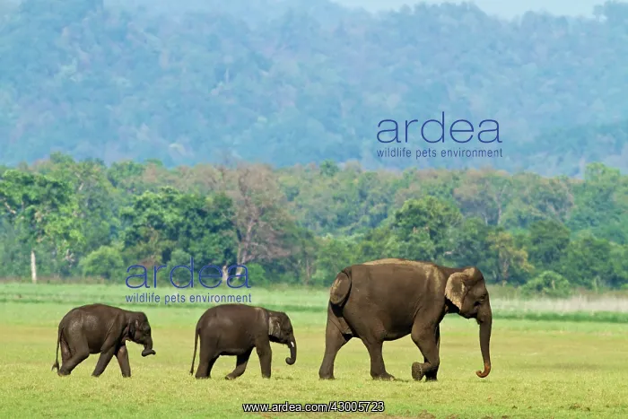 : Indian Elephant adult with young : Indian Elephant adult with young