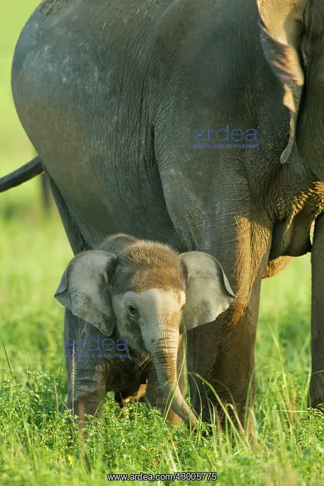 : Indian Elephant adult and young : Indian Elephant adult and young