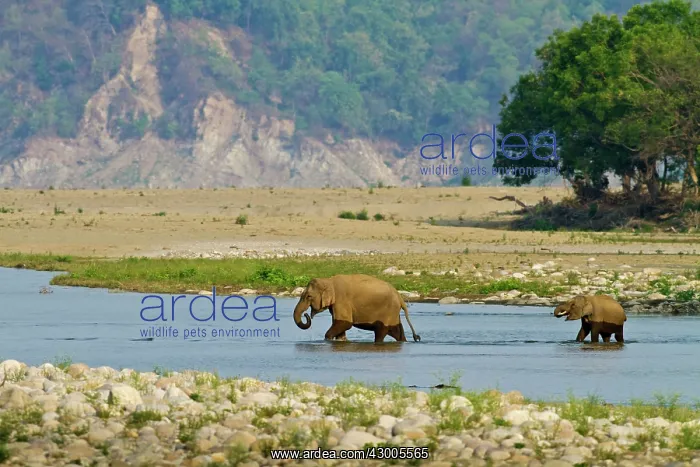  : Indian Elephant adult & young crossing