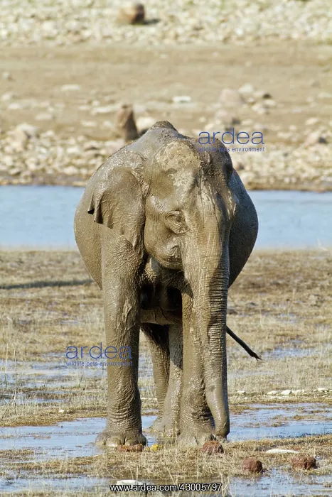 : Indian Elephant on the banks of the Ramganga River : Indian Elephant on the banks of the Ramganga River