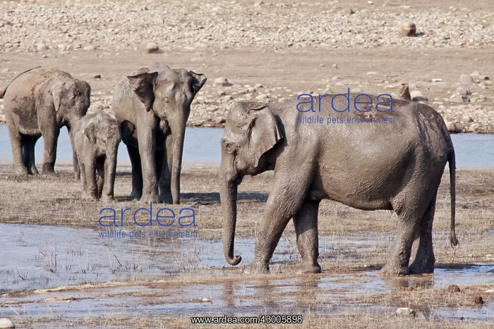 : Indian Elephant on the banks of the Ramganga River : Indian Elephant on the banks of the Ramganga River