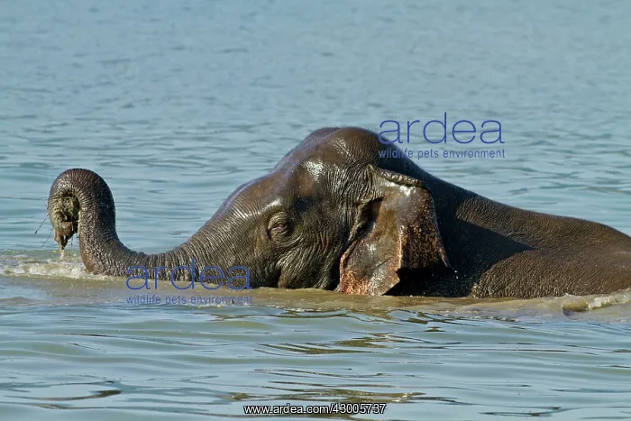 : Indian Elephant bathing in the Ramganga River : Indian Elephant bathing in the Ramganga River