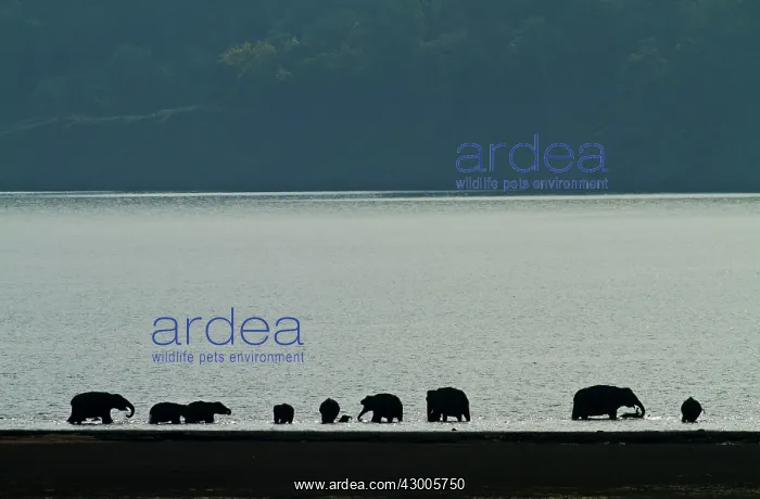 : Indian Elephant bathing in the Ramganga River : Indian Elephant bathing in the Ramganga River