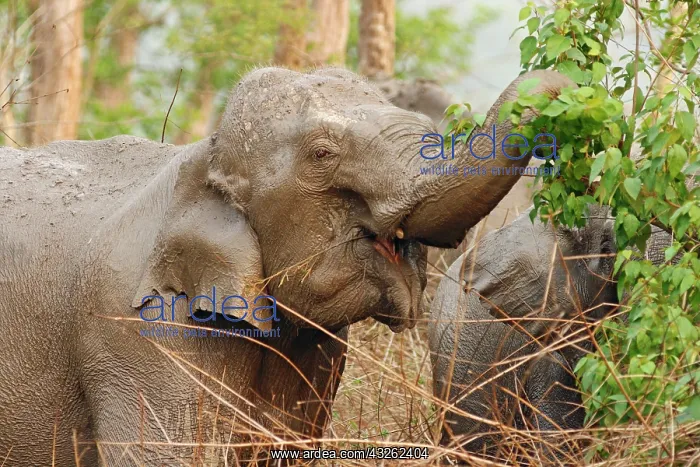 : Indian Elephant breaking the branch, Corbett : Indian Elephant breaking the branch, Corbett