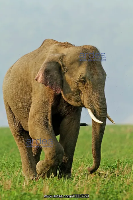 : Indian Elephant bull : Indian Elephant bull