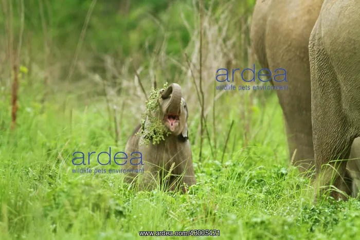 : Indian Elephant calf : Indian Elephant calf