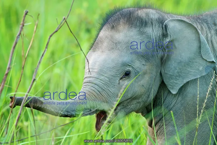 : Indian Elephant calf : Indian Elephant calf