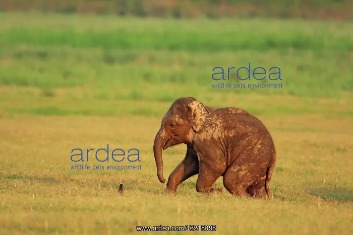 : Indian Elephant calf coming out of rain : Indian Elephant calf coming out of rain