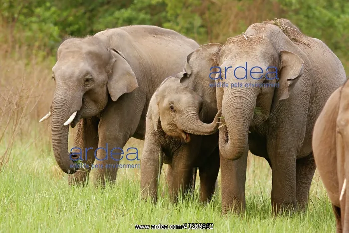 : Indian Elephant calf playing with mother, Corbett : Indian Elephant calf playing with mother, Corbett