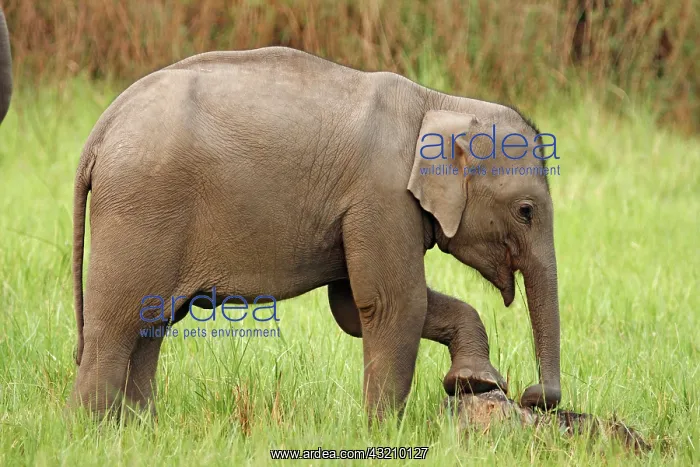 : Indian Elephant calf rubbing feet against : Indian Elephant calf rubbing feet against