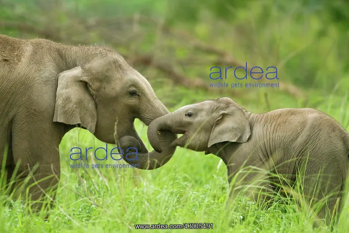 : Indian Elephant calves playing : Indian Elephant calves playing