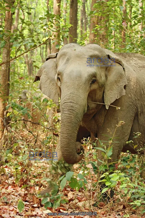 : Indian Elephant coming out of Sal forest, Corbett : Indian Elephant coming out of Sal forest, Corbett
