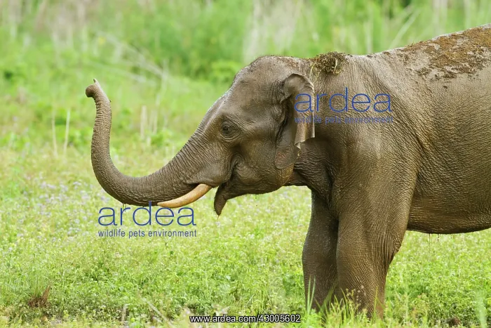 : Indian Elephant communicating : Indian Elephant communicating