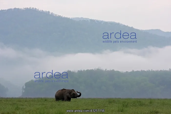 : Indian Elephant communicating, Corbett National