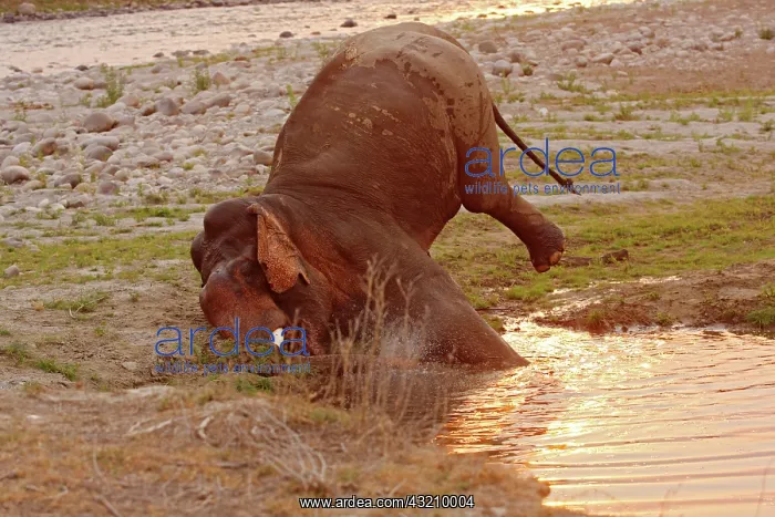 : Indian Elephant digging tusks in the wet : Indian Elephant digging tusks in the wet