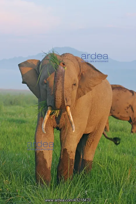 : Indian Elephant displaying the grass, Corbett : Indian Elephant displaying the grass, Corbett