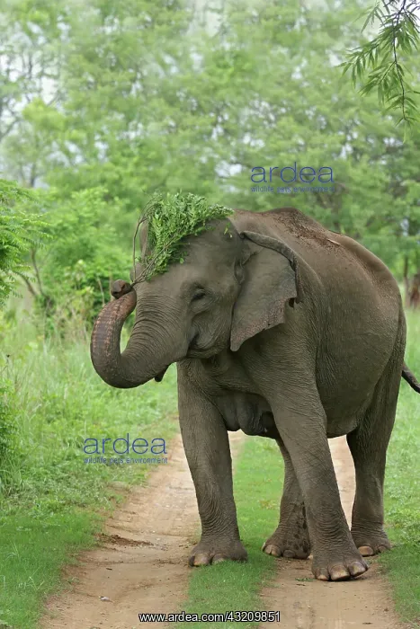 : Indian Elephant displaying the plant;Corbett : Indian Elephant displaying the plant;Corbett