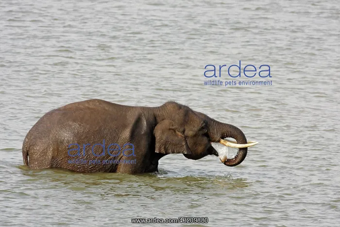 : Indian Elephant drinking water in Ramganga : Indian Elephant drinking water in Ramganga