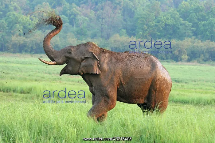 : Indian Elephant dust bathing, Corbett National : Indian Elephant dust bathing, Corbett National