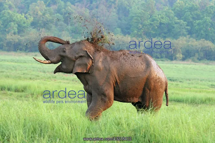 : Indian Elephant dust bathing, Corbett National : Indian Elephant dust bathing, Corbett National