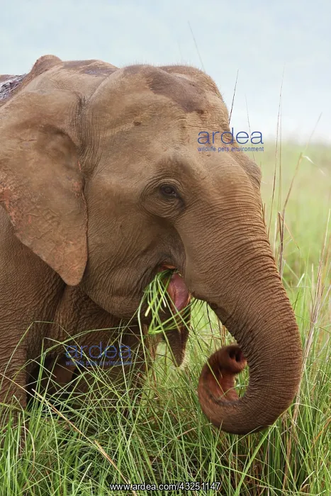 : Indian Elephant eating grass, Corbett National : Indian Elephant eating grass, Corbett National