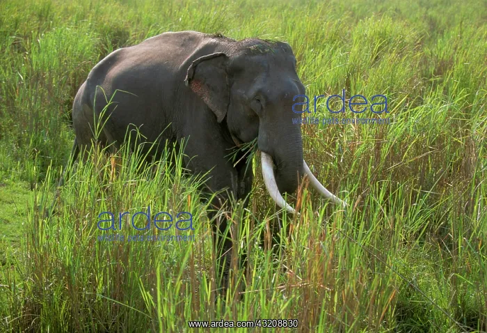 : Indian Elephant (Elephas maximus), walking through : Indian Elephant (Elephas maximus), walking through