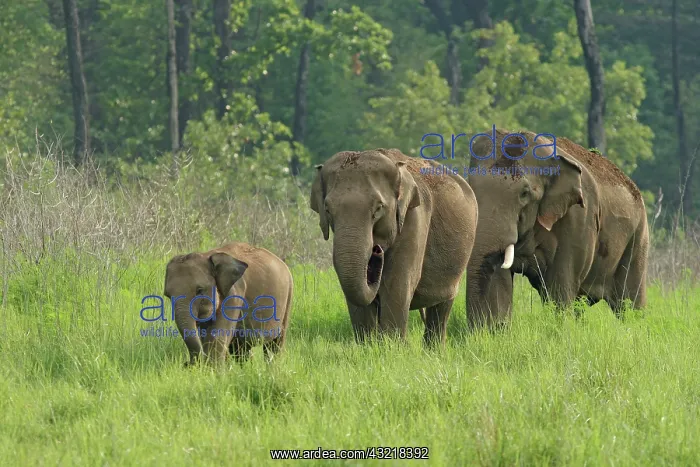 : Indian Elephant family coming out of forest, Corbett : Indian Elephant family coming out of forest, Corbett