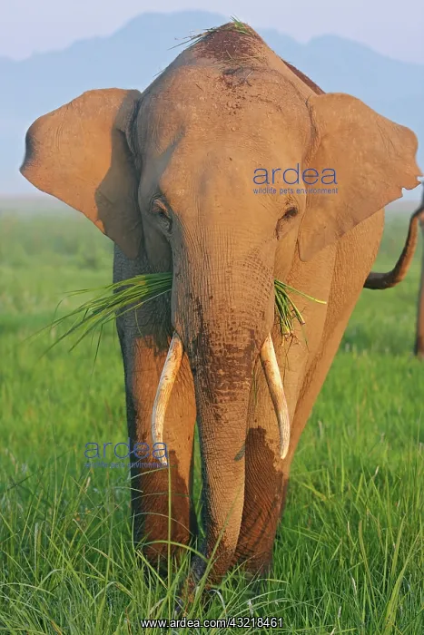 : Indian Elephant feeding, Corbett National : Indian Elephant feeding, Corbett National