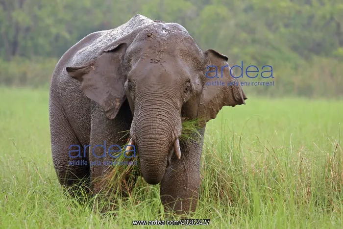 : Indian Elephant feeding, Corbett National : Indian Elephant feeding, Corbett National