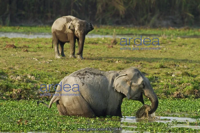 : Indian Elephant feeding in the river Brahamputra : Indian Elephant feeding in the river Brahamputra