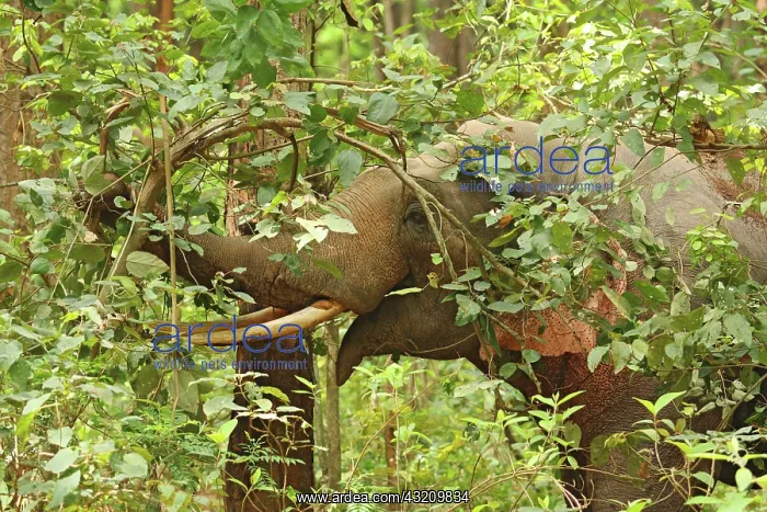 : Indian Elephant feeding on Sal trees, Corbett : Indian Elephant feeding on Sal trees, Corbett