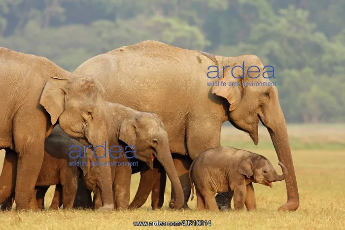 : Indian Elephant herd in the grassland, Corbett : Indian Elephant herd in the grassland, Corbett
