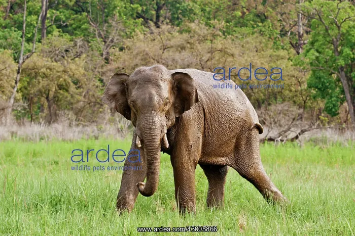: Indian Elephant after mud-wallowing : Indian Elephant after mud-wallowing