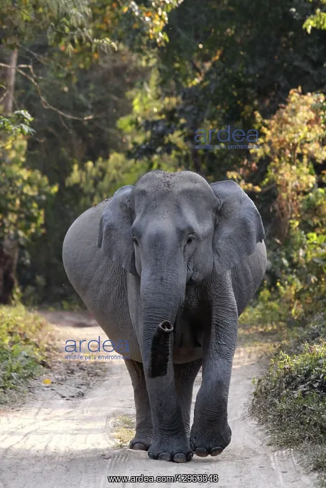 : Indian Elephant - Pregnant : Indian Elephant - Pregnant