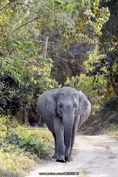: Indian Elephant - Pregnant : Indian Elephant - Pregnant